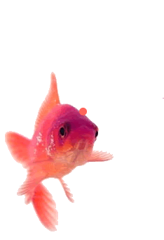 Photo convertie en GIF pour l'animation