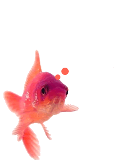 Photo convertie en GIF pour l'animation