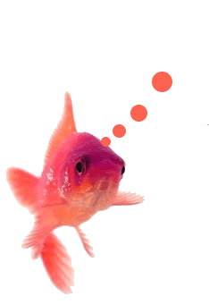 Photo convertie en GIF pour l'animation