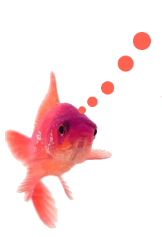 Photo convertie en GIF pour l'animation