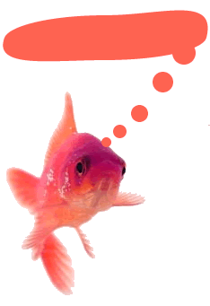 Photo convertie en GIF pour l'animation