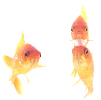 Photo sur-exposée à l'effet luminosité